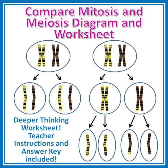 Compare mitosis and meiosis worksheet