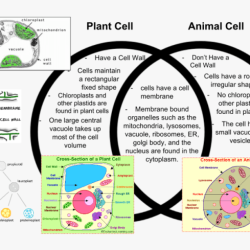 Venn plant comparing bacteria easy