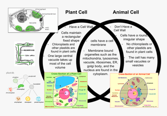 Venn plant comparing bacteria easy