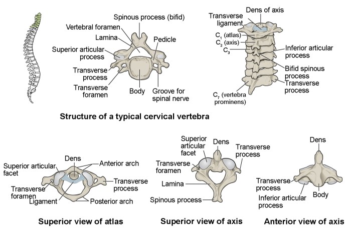 Cervical vertebra humanbodyhelp