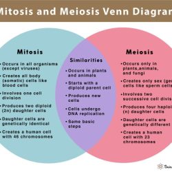 Compare mitosis and meiosis worksheet