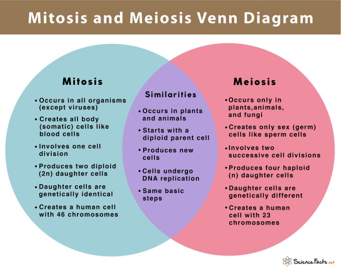 Compare mitosis and meiosis worksheet