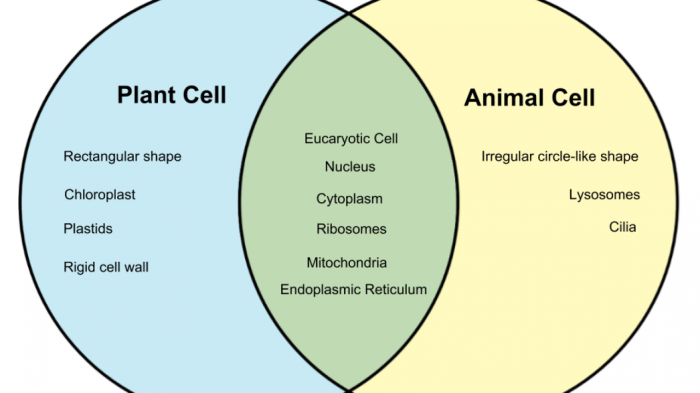 Plant cells vs animal cells venn diagram