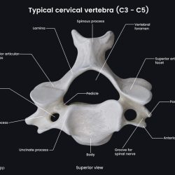 Cervical vertebrae labeled superior view