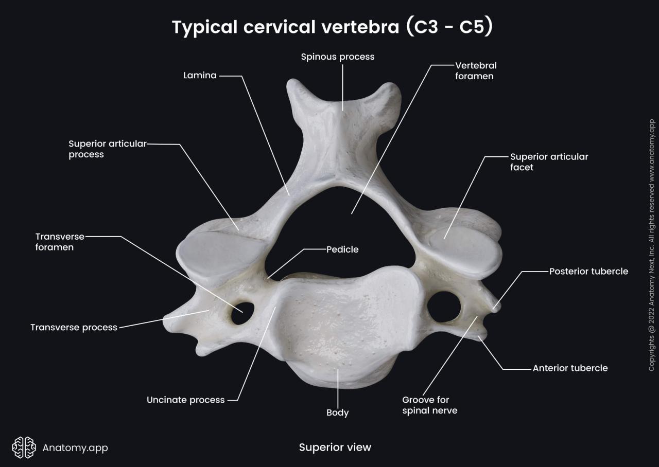 Cervical vertebrae labeled superior view