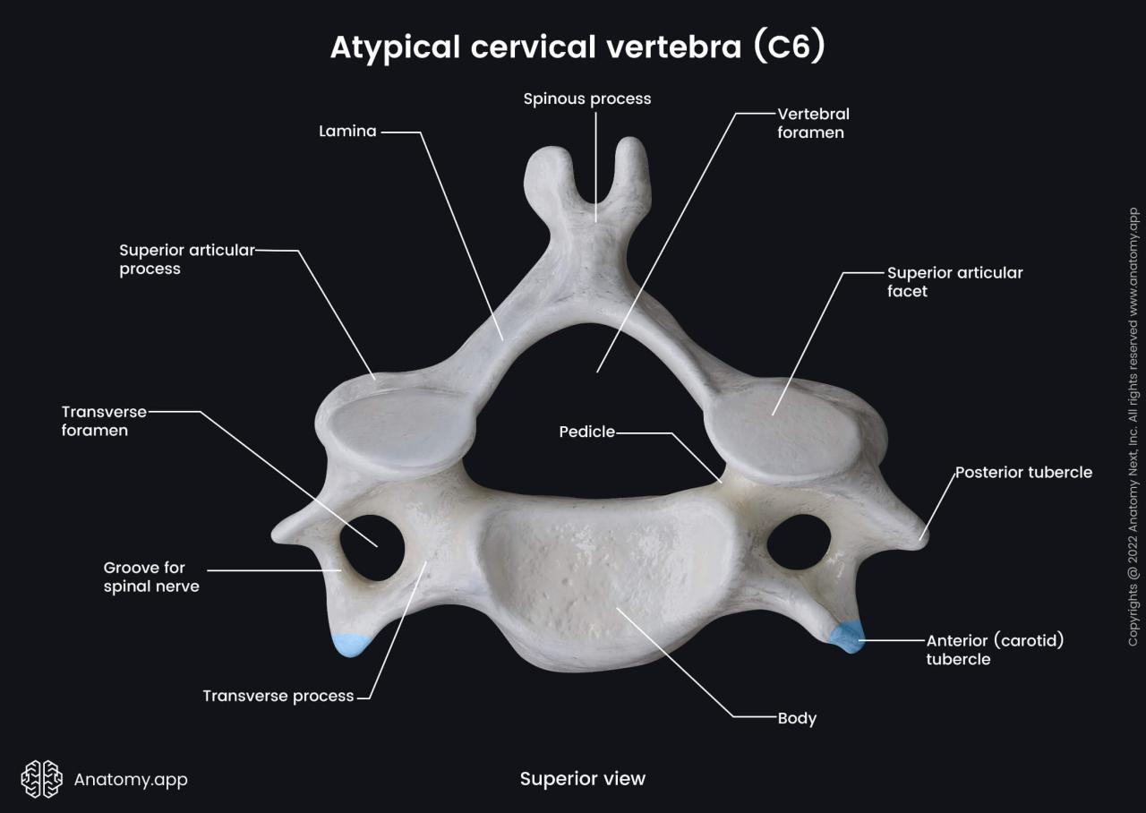 Vertebrae structure vertebra general crossfit