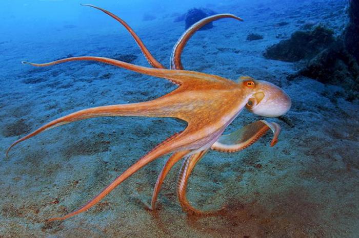 Octopuses wordscientists syllables