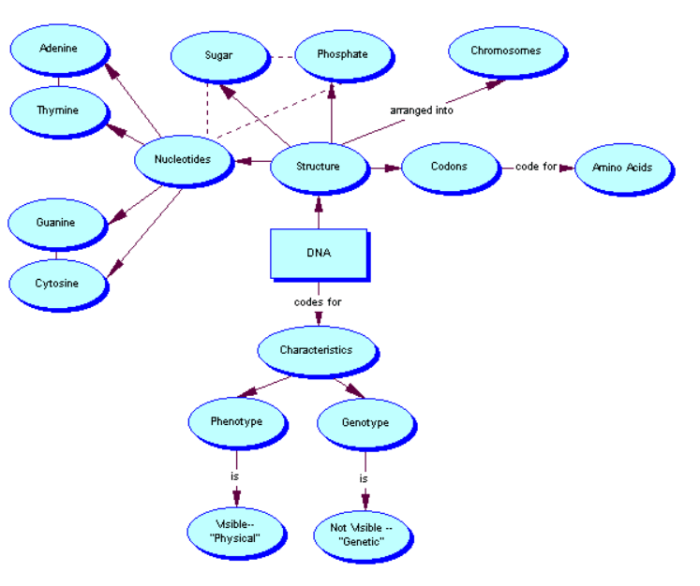 Gene regulation inquiry answer key