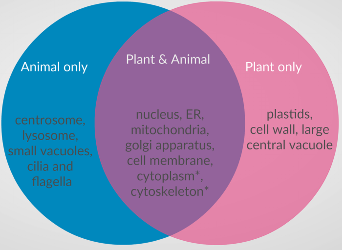 Plant cells vs animal cells venn diagram