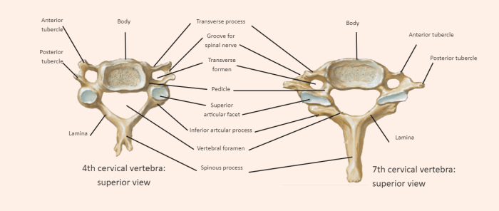 Cervical vertebrae labeled superior view