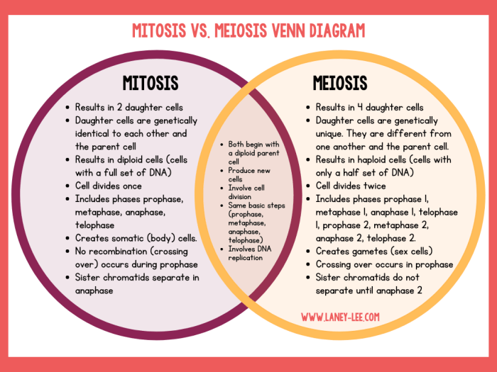 Compare mitosis and meiosis worksheet